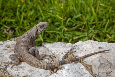 Iguana à queue épineuse noire Ctenosaura similis soleil sur les ruines de Tulum