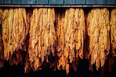 Tobacco leaves hanging to dry in a barn in South Carolina, USA, North America with copy space