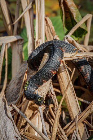 Foto de Una hermosa serpiente de barro (Farancia abacura) tomando el sol en el sureste de Estados Unidos, América del Norte con espacio para copiar - Imagen libre de derechos