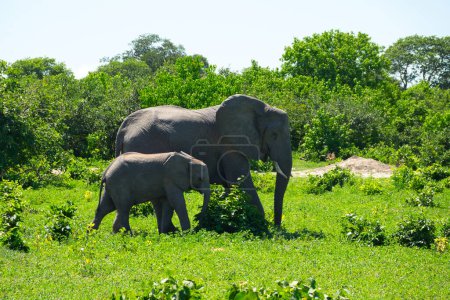 Téléchargez les photos : Elephants in the Okavango National Park in Botswana - en image libre de droit