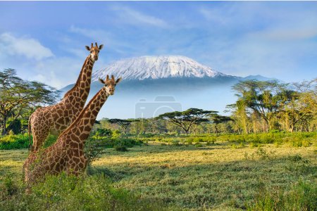 Żyrafy i góra Kilimandżaro w Parku Narodowym Amboseli