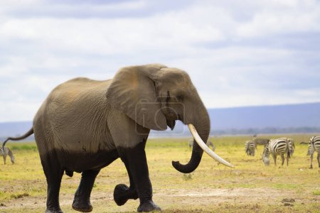 Foto de Elefantes en el Tsavo East y el Parque Nacional Tsavo West en Kenia - Imagen libre de derechos