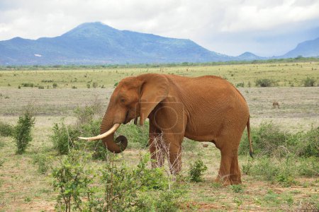 Téléchargez les photos : Éléphants dans le parc national de Tsavo East et Tsavo West au Kenya - en image libre de droit