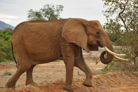 Téléchargez les photos : Éléphants dans le parc national de Tsavo East et Tsavo West au Kenya - en image libre de droit