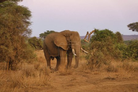 Foto de Elefantes en el Tsavo East y el Parque Nacional Tsavo West en Kenia - Imagen libre de derechos