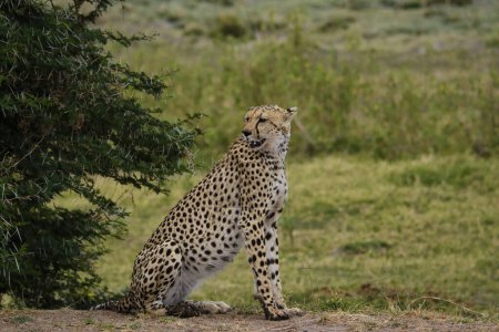 Téléchargez les photos : Guépard dans le parc national de Tsavo Est et Tsavo Ouest - en image libre de droit