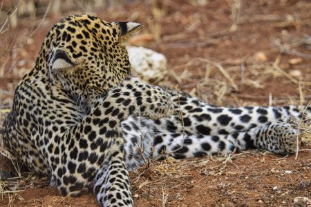 Téléchargez les photos : Léopard dans le parc national de Tsavo East et Tsavo West - en image libre de droit