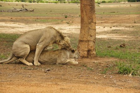 Foto de Leones en la sabana en el Tsavo Este y el Parque Nacional Tsavo Oeste - Imagen libre de derechos