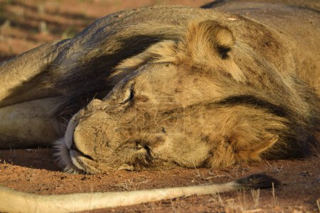 Lions in the savannah in the Tsavo East and Tsavo West National Park