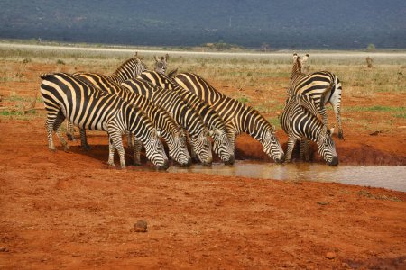 Foto de Cebra en el Este de Tsavo, Oeste de Tsavo y Parque Nacional Amboseli en Kenia - Imagen libre de derechos