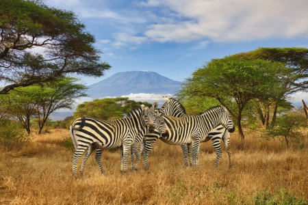 Foto de Cebra y Monte Kilimanjaro en el Parque Nacional Amboseli - Imagen libre de derechos
