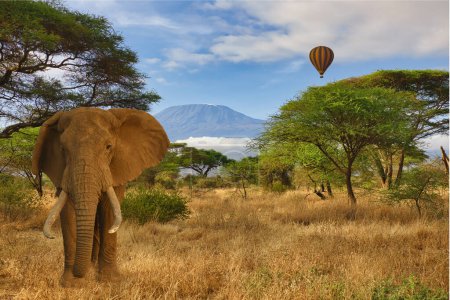 Téléchargez les photos : Les éléphants et le Kilimandjaro dans le parc national d'Amboseli - en image libre de droit