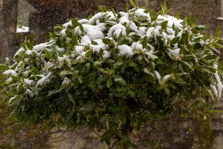a snowy laurel tree