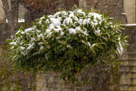 a snowy laurel tree