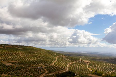 Photo for An extensive and large olive grove for making olive oil in the Spanish town of Baeza in the Spanish region of Jaen - Royalty Free Image