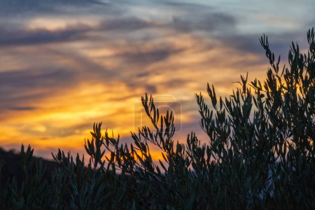 Photo for An olive tree with a sunset in the background - Royalty Free Image