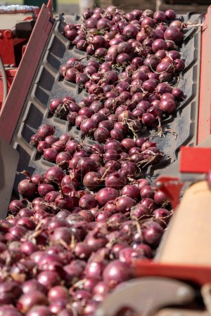 Photo for Freshly Harvested Red Onion Bulbs On Conveyor Belt. Onion Sorting and Grading Machine in Action. Postharvest Handling Of Vegetables and Root Crops. - Royalty Free Image