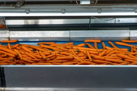 Téléchargez les photos : Ligne de tri, pesage et emballage des carottes. Carottes lavées se déplaçant sur bande transporteuse bleue dans la maison d'emballage avant la distribution sur le marché. Production commerciale et gestion des carottes. - en image libre de droit