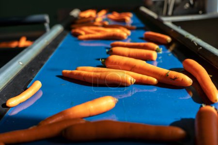 Téléchargez les photos : Carottes lavées se déplaçant sur bande transporteuse bleue dans l'usine de transformation des aliments. Ligne de traitement des carottes. Production commerciale et gestion des carottes. - en image libre de droit