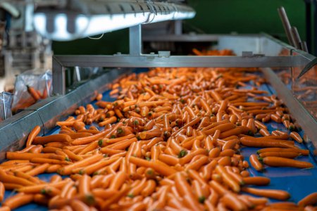 Téléchargez les photos : Production commerciale et gestion des carottes. Carottes lavées se déplaçant sur bande transporteuse bleue dans la maison d'emballage avant la distribution sur le marché. Triage, pesage et emballage des carottes. - en image libre de droit