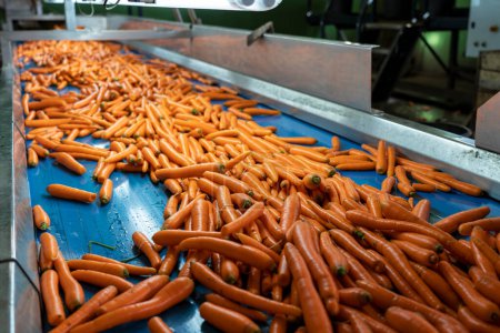 Téléchargez les photos : Ligne de traitement des carottes. Carottes lavées se déplaçant sur bande transporteuse bleue dans l'usine de transformation des aliments. Manutention après récolte de légumes et de plantes sarclées. - en image libre de droit