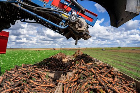 Téléchargez les photos : Récolteuse de carottes déchargeant sur le pouce. Technologie moderne de récolte agricole. La récolte de carottes 2022 a commencé. Croissance de la technologie et de la productivité en agriculture. - en image libre de droit