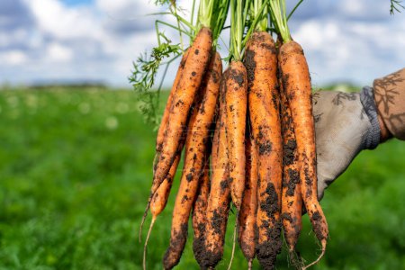 Téléchargez les photos : Bouquet de carottes fraîchement récoltées dans un champ de carottes. La récolte de carottes 2022 a commencé. Production commerciale et gestion des carottes. Carottes fraîches dans le paysage agricole. - en image libre de droit