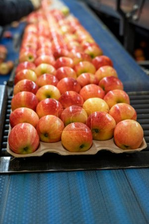 Téléchargez les photos : Pommes dans un emballage respectueux de l'environnement sur bande transporteuse dans un entrepôt d'emballage de fruits. Emballage des pommes fraîches, triées, classées et cirées dans une usine d'emballage de fruits Distribution préalable au marché. - en image libre de droit