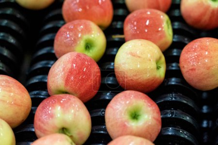 Téléchargez les photos : Machines de traitement des aliments pour la manutention des pommes après la récolte. Pommes fraîches triées et classées sur bande transporteuse. Ligne de lavage, brossage, tri, épilation et emballage dans le centre de distribution de produits. - en image libre de droit