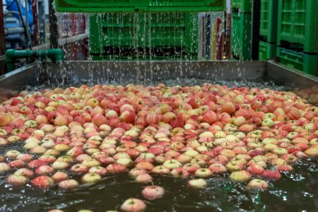 Téléchargez les photos : Usine de traitement des pommes post-récolte. Pommes fraîches flottantes, lavées et transportées dans un convoyeur-citerne. Choisissez et placez le robot travaillant sur la ligne de lavage de pomme dans l'usine de transformation des aliments. - en image libre de droit
