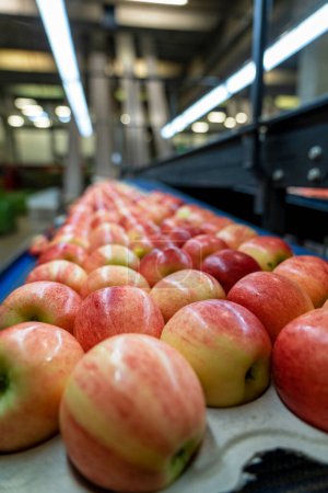 Äpfel in Verbrauchereinheiten bewegen sich auf Förderbändern im Verpackungslager. Verpackung von frischen, sortierten Äpfeln in der Lebensmittelverarbeitungsanlage. Frische Äpfel in umweltfreundlicher Verpackung.