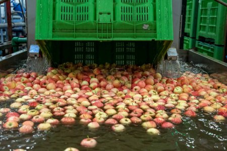 Téléchargez les photos : Déchargement du tas de pommes fraîches récoltées dans un réservoir d'eau dans une usine de transformation des aliments. Pommes fraîches flottantes et lavées et transportées dans un convoyeur à réservoir d'eau. Manutention des pommes après la récolte. - en image libre de droit