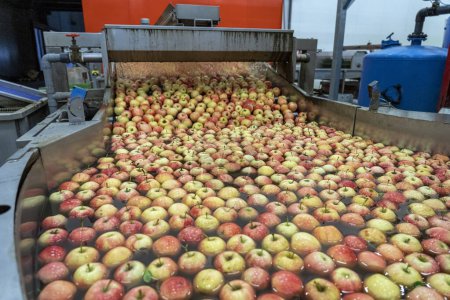 Pommes flottantes et lavées et transportées dans un convoyeur-citerne. Traitement des pommes après la récolte dans une maison d'emballage Distribution préalable au marché. Lavage, tri, classement et épilation des pommes. 