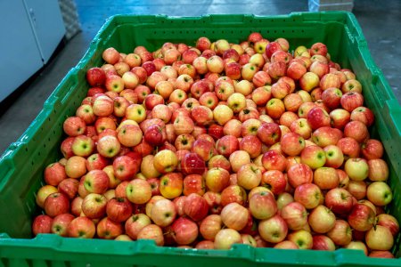 Téléchargez les photos : Réception et traitement des pommes dans une grande usine d'emballage de fruits Distribution préalable au marché. Pile de pommes fraîches dans une caisse en plastique dans un centre de distribution de produits frais. - en image libre de droit