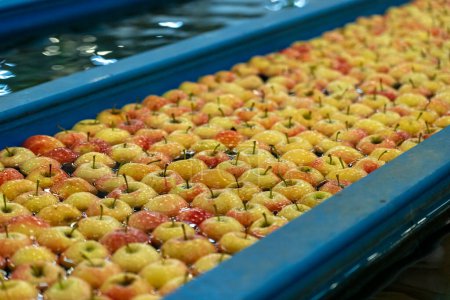 Foto de Manzanas frescas moviéndose a través del agua en el almacén de envasado de frutas. Manzanas que se lavan, clasifican y transportan en el transportador de tanques de agua. Gestión poscosecha de manzanas. - Imagen libre de derechos