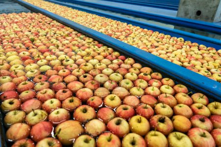 Téléchargez les photos : Pommes fraîches Lavage et tri dans des flumes de pommes dans un entrepôt d'emballage de fruits. Réception et traitement des pommes Distribution préalable sur le marché. Sécurité alimentaire dans l'industrie alimentaire. - en image libre de droit