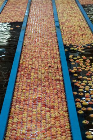 Téléchargez les photos : Lignes de pré-tri des pommes avec écoulement des pommes dans l'eau dans les vapeurs de pommes. Pommes lavées, triées et transportées dans un convoyeur-citerne. Sécurité alimentaire dans l'industrie alimentaire. - en image libre de droit
