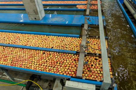 Photo for Apple Pre-Sorting Lines with Apples Floating in Water in Apple Flumes. Apples Being Washed, Sorted and Transported in Water Tank Conveyor. Food Safety In Food Industry. Postharvest Management of Apples. - Royalty Free Image
