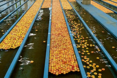 Téléchargez les photos : Intérieur de l'usine de traitement des pommes avec pommes en vapeurs transportées par convoyeur d'eau. Réception et traitement des pommes dans une grande usine d'emballage de fruits Distribution préalable sur le marché. Sécurité alimentaire dans l'industrie alimentaire. - en image libre de droit