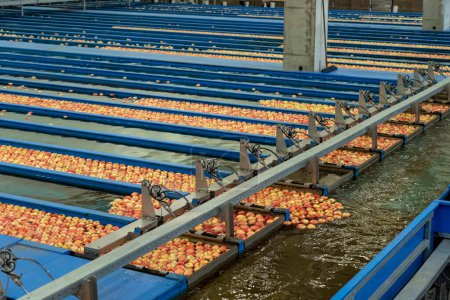 Photo for Packing House Sorting Line With Apples in Flumes in Postharvest Production. Apple Pre-Sorting Lines with Flow of Apples Through Apple Flumes. Apple Receiving And Processing in Fruit Packing House. - Royalty Free Image