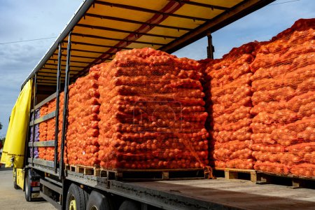 Photo for Truck Loaded With Palletized Onion Bags Wrapped in Netting for Distribution To Market. Onion Harvest Campaign 2022. Preparing Packages of Yellow Onion for Shipping. Postharvest Handling Of Vegetables. - Royalty Free Image