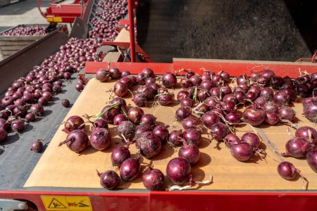 Téléchargez les photos : Red Onion Bulbs Inside Onion Bulb Grading And Sorting Machine. Freshly Harvested Onion Bulbs Moving Along Conveyor Belt.  Post Harvest Management of Root Crops. - en image libre de droit