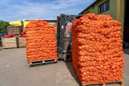 Téléchargez les photos : Forklift Loading Palletized Onion Bags Wrapped in Netting into the Truck for Distribution To Market. Onion Harvest Campaign. Preparing Packages of Yellow Onion for shipping.  Transport and Logistics. Postharvest Handling Of Vegetables. - en image libre de droit