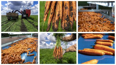 Téléchargez les photos : Production de carottes et manutention des carottes après la récolte - Collage de photos. Traitement des carottes dans une maison d'emballage Distribution préalable sur le marché. Récolteuse de carottes déchargeant sur le pouce dans une remorque tracteur. La récolte de carottes a commencé. - en image libre de droit