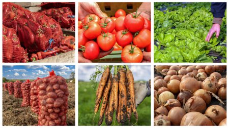 Vegetable Crop Production and Management - Photo Collage. Tomato, Lettuce, Red Pepper, Onion, Potato and Carrot Growing and Harvesting. Food and Farming. Vegetable Collage.