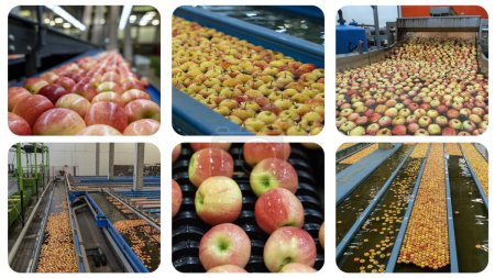 Producción y procesamiento de Apple - Photo Collage. Línea de lavado, clasificación, clasificación y embalaje de Apple. Interior de la casa de embalaje de frutas. Postcosecha Manejo de manzanas. Tecnología de procesamiento de frutas.