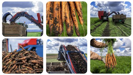 Möhrenernte - Fotocollage. Karottenerntemaschine beim Entladen in einen Traktoranhänger. Die Zuckerrübenernte hat begonnen. Technologie und Produktivitätswachstum in der Landwirtschaft.