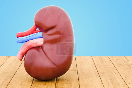 Human Kidney on the wooden table, 3D rendering