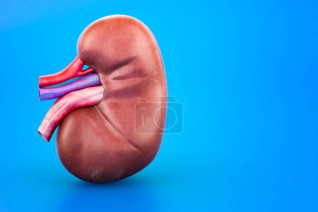Photo for Human Kidney, 3D rendering isolated on blue background - Royalty Free Image