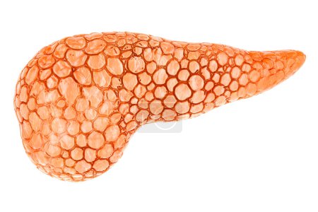 Human Pancreas, 3D rendering isolated on white background